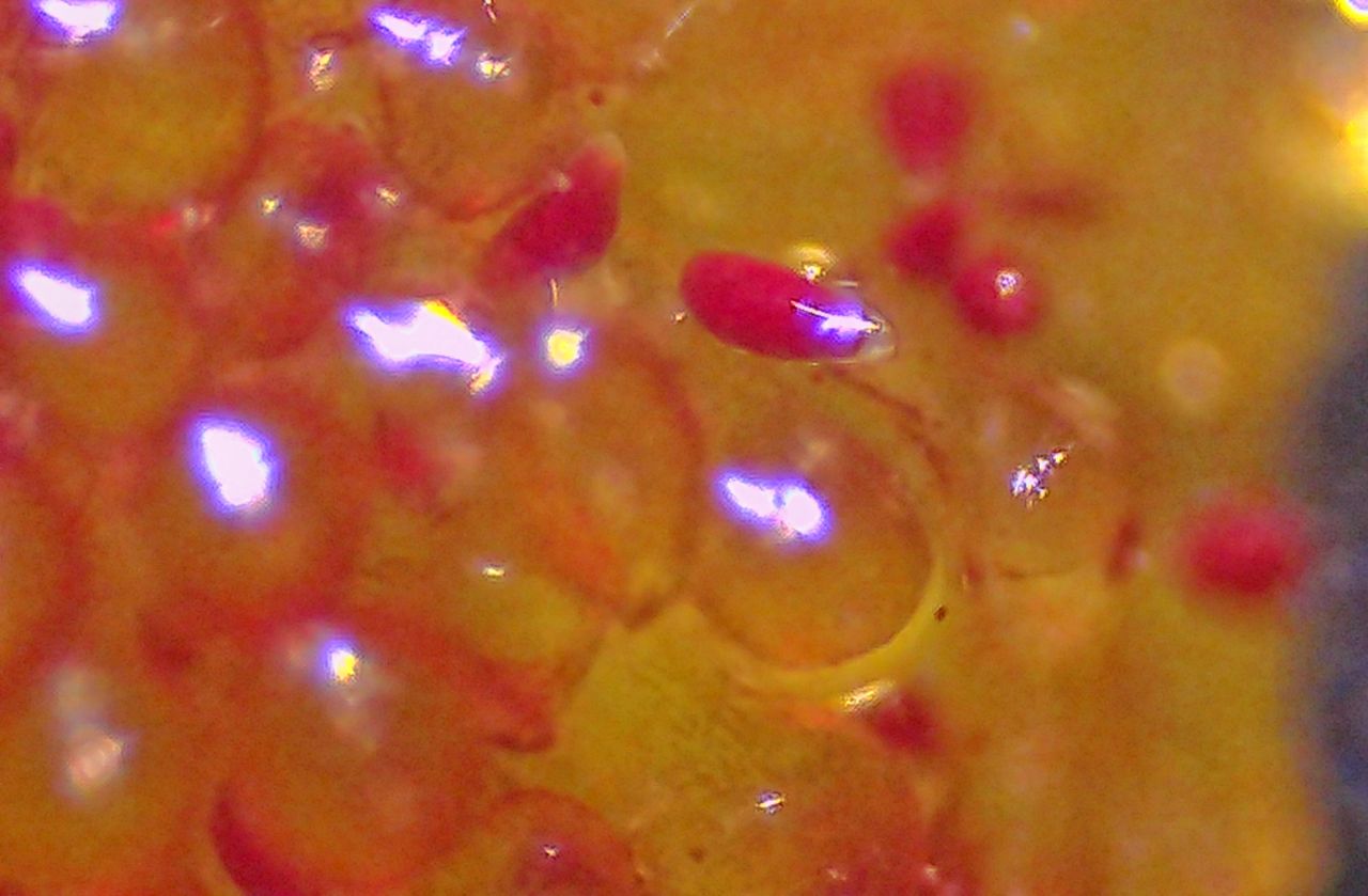 Il velluto venuto dal mare:  l''alga Codium subtomentosum